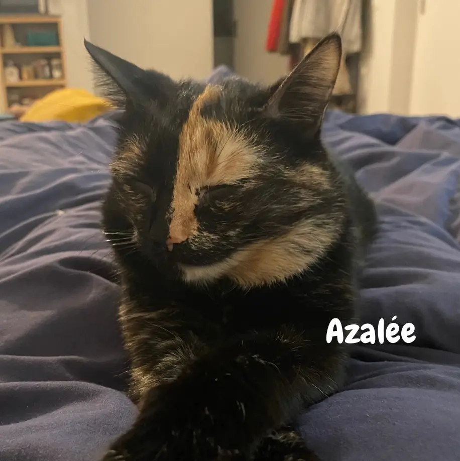 Azalée