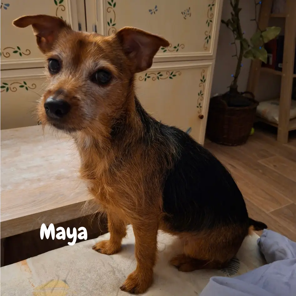 Maya