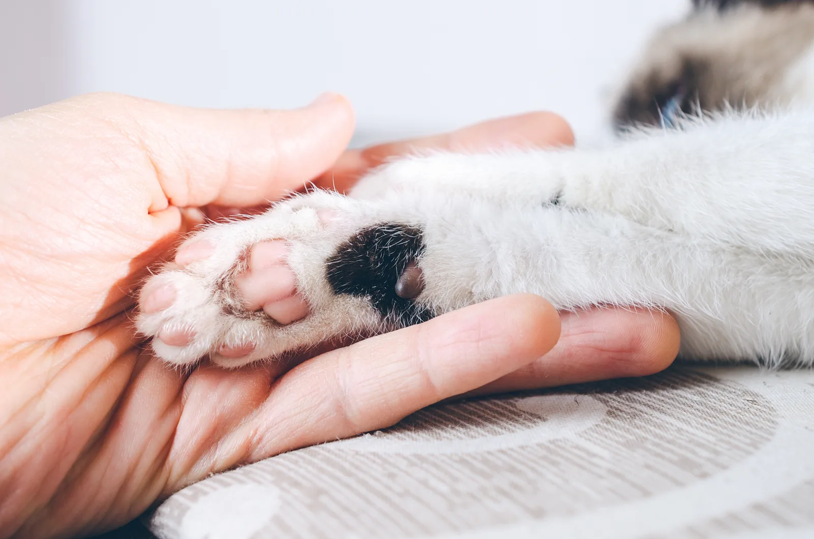 Mon offre Chat