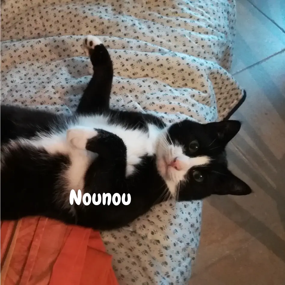 Nounou